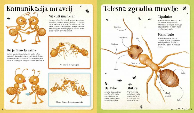 V svetu mravelj