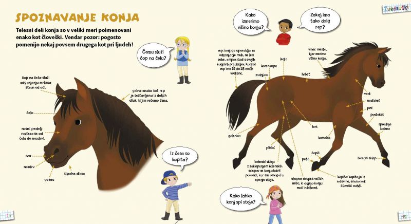 Zvedavčki: Poniji in konji